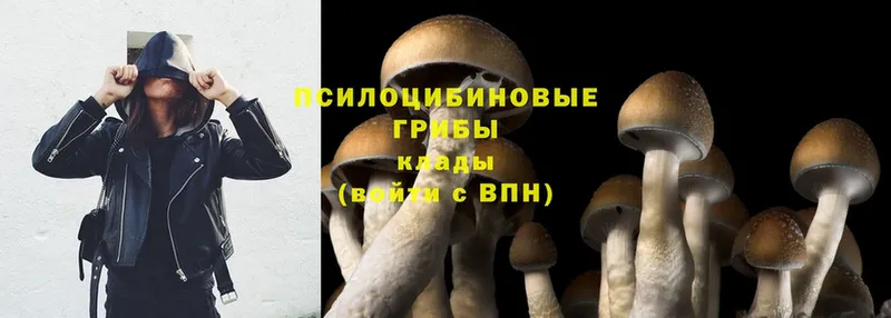 купить наркоту  Бирюч  Псилоцибиновые грибы Magic Shrooms 